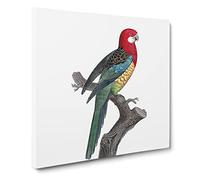 A Eastern Rosella Parrot by F. Levaillant Canvas Print | Gallery Wrapped 30mm Frame Wall Art | 20x20 inches | Ready to Hang | Modern Animals Picture | Living Room Bedroom Lounge Office