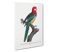 A Eastern Rosella Parrot by F. Levaillant Canvas Print | Gallery Wrapped 30mm Frame Wall Art | 30x20 inches | Ready to Hang | Modern Animals Picture | Living Room Bedroom Lounge Office