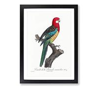 A Eastern Rosella Parrot by F. Levaillant Framed Print | A2 Black Framed Wall Art | Ready to Hang | Modern Animal Picture | Living Room Bedroom Lounge Office