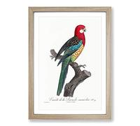 A Eastern Rosella Parrot by F. Levaillant Framed Print | A2 Oak Framed Wall Art | Ready to Hang | Modern Animal Picture | Living Room Bedroom Lounge Office