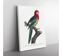 A Eastern Rosella Parrot By F. Levaillant Vintage Canvas Wall Art Print Ready to Hang, Framed Picture for Living Room Bedroom Home Office Décor, 50x35 cm (20x14 Inch)