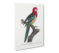 A Eastern Rosella Parrot By F. Levaillant Vintage Canvas Wall Art Print Ready to Hang, Framed Picture for Living Room Bedroom Home Office Décor, 30x20 Inch (76x50 cm)