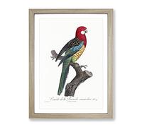 A Eastern Rosella Parrot By F. Levaillant Vintage Framed Print | A3 Oak Framed Wall Art | Ready to Hang | Classic Animal Picture | Living Room Bedroom Lounge Office