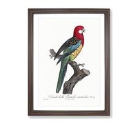 A Eastern Rosella Parrot By F. Levaillant Vintage Framed Print | A4 Walnut Framed Wall Art | Ready to Hang | Classic Animal Picture | Living Room Bedroom Lounge Office