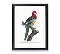 A Eastern Rosella Parrot By F. Levaillant Vintage Framed Wall Art Print, Ready to Hang Picture for Living Room Bedroom Home Office Décor, Black A3 (34 x 46 cm)