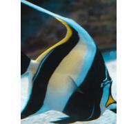 A Fish Called Gill, his Girlfriend, Wanda: Journal: 300 pages, lined