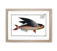 A Flying-Fish by M.E. Bloch Framed Print | A2 Oak Framed Wall Art | Ready to Hang | Modern Animal Picture | Living Room Bedroom Lounge Office