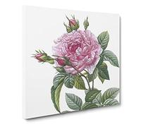 A French Rose in Pink by Pierre Joseph Redoute Canvas Print | Gallery Wrapped 30mm Frame Wall Art | 14x14 inches | Ready to Hang | Retro Floral Picture | Living Room Bedroom Lounge Office
