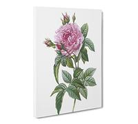 A French Rose In Pink By Pierre Joseph Redoute Canvas Print | Gallery Wrapped 30mm Frame Wall Art | 30x20 inches | Ready to Hang | Retro Floral Picture | Living Room Bedroom Lounge Office