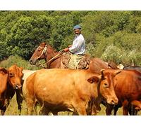 A Gaucho Gathering in Uruguay