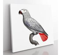 A Grey Parrot by F. Levaillant Vintage Canvas Wall Art Print Ready to Hang, Framed Picture for Living Room Bedroom Home Office Décor, 50x50 cm (20x20 Inch)