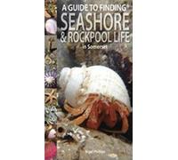 A Guide to Finding Seashore and Rockpool Life in Somerset