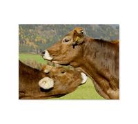 A Heart for Cattle，Jigsaw Puzzle for Adults 1000 Piece for Kids Age 12 Years Up Wooden Puzzles Educational Game（75x50cm）-AP24