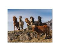 A herd of Icelandic horses in the harsh wind，Jigsaw Puzzles for Adults 1000 Piece Jigsaw Puzzles for Adult Educational Game Challenge Toy -I48