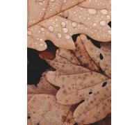 A INVEJA UM OLHAR PROFUNDO SOBRE UM SENTIMENTO HUMANO: UM OLHAR PROFUNDO SOBRE UM SENTIMENTO HUMANO