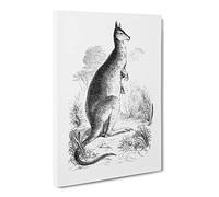 A Kangaroo Illustration In Black & White Canvas Print | Gallery Wrapped 30mm Frame Wall Art | 24x16 inches | Ready to Hang | Retro Animals Picture | Living Room Bedroom Lounge Office