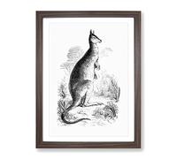 A Kangaroo Illustration In Black & White Vintage Framed Print | A2 Walnut Framed Wall Art | Ready to Hang | Classic Nature Picture | Living Room Bedroom Lounge Office
