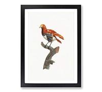 A King Bird of Paradise by Jacques Barraband Framed Print | A2 Black Framed Wall Art | Ready to Hang | Modern Nature Picture | Living Room Bedroom Lounge Office