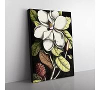 A Laurel Magnolia Tree By Mark Catesby Classic Painting Canvas Wall Art Print Ready to Hang, Framed Picture for Living Room Bedroom Home Office Décor, 50x35 cm (20x14 Inch)