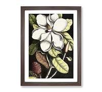 A Laurel Magnolia Tree By Mark Catesby Classic Painting Framed Print | A3 Walnut Framed Wall Art | Ready to Hang | Classic Floral Picture | Living Room Bedroom Lounge Office