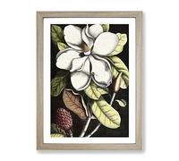 A Laurel Magnolia Tree By Mark Catesby Classic Painting Framed Wall Art Print, Ready to Hang Picture for Living Room Bedroom Home Office Décor, Oak A3 (34 x 46 cm)