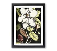 A Laurel Magnolia Tree By Mark Catesby Classic Painting Framed Wall Art Print, Ready to Hang Picture for Living Room Bedroom Home Office Décor, Black A3 (34 x 46 cm)