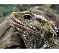 A Living Dinosaur: The Tuatara