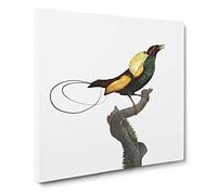 A Magnificent Bird of Paradise by Jacques Barraband Canvas Print | Gallery Wrapped 30mm Frame Wall Art | 14x14 inches | Ready to Hang | Modern Animals Picture | Living Room Bedroom Lounge Office