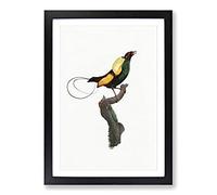 A Magnificent Bird of Paradise by Jacques Barraband Framed Print | A2 Black Framed Wall Art | Ready to Hang | Modern Nature Picture | Living Room Bedroom Lounge Office