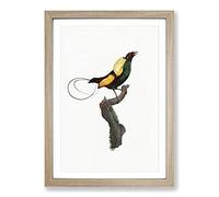 A Magnificent Bird of Paradise by Jacques Barraband Framed Print | A2 Oak Framed Wall Art | Ready to Hang | Modern Nature Picture | Living Room Bedroom Lounge Office