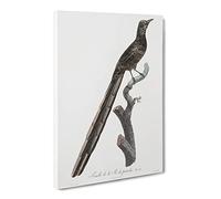 A Magpie Bird Of Paradise By Jacques Barraband Canvas Print | Gallery Wrapped 30mm Frame Wall Art | 20x14 inches | Ready to Hang | Retro Animals Picture | Living Room Bedroom Lounge Office