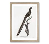 A Magpie Bird of Paradise by Jacques Barraband Framed Print | A2 Oak Framed Wall Art | Ready to Hang | Modern Nature Picture | Living Room Bedroom Lounge Office