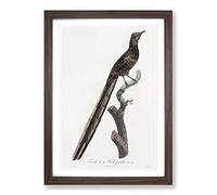 A Magpie Bird of Paradise by Jacques Barraband Framed Print | A2 Walnut Framed Wall Art | Ready to Hang | Modern Nature Picture | Living Room Bedroom Lounge Office