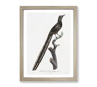 A Magpie Bird Of Paradise By Jacques Barraband Vintage Framed Print | A3 Oak Framed Wall Art | Ready to Hang | Classic Nature Picture | Living Room Bedroom Lounge Office