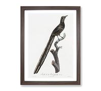 A Magpie Bird Of Paradise By Jacques Barraband Vintage Framed Print | A3 Walnut Framed Wall Art | Ready to Hang | Classic Nature Picture | Living Room Bedroom Lounge Office