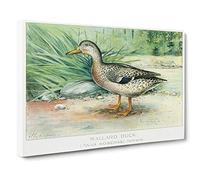 A Mallard Duck by J.L. Ridgway Canvas Print for Living Room Bedroom Home Office Décor, Wall Art Picture Ready to Hang, 30 x 20 Inch (76 x 50 cm)