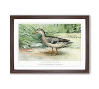 A Mallard Duck by J.L. Ridgway Framed Print | A2 Walnut Framed Wall Art | Ready to Hang | Modern Animal Picture | Living Room Bedroom Lounge Office