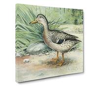 A Mallard Duck by J.L. Ridgway Vintage Canvas Wall Art Print Ready to Hang, Framed Picture for Living Room Bedroom Home Office Décor, 20x20 Inch (50x50 cm)
