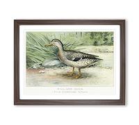 A Mallard Duck By J.L. Ridgway Vintage Framed Print | A4 Walnut Framed Wall Art | Ready to Hang | Classic Animal Picture | Living Room Bedroom Lounge Office