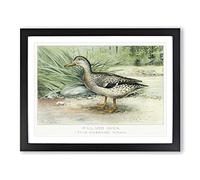 A Mallard Duck By J.L. Ridgway Vintage Framed Wall Art Print, Ready to Hang Picture for Living Room Bedroom Home Office Décor, Black A2 (64 x 46 cm)