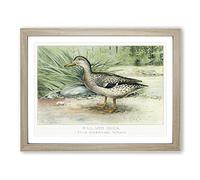 A Mallard Duck By J.L. Ridgway Vintage Framed Wall Art Print, Ready to Hang Picture for Living Room Bedroom Home Office Décor, Oak A4 (34 x 25 cm)