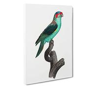 A Musk Lorikeet by F. Levaillant Canvas Print | Gallery Wrapped 30mm Frame Wall Art | 30x20 inches | Ready to Hang | Modern Picture | Living Room Bedroom Lounge Office