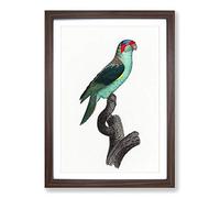A Musk Lorikeet by F. Levaillant Framed Print | A2 Walnut Framed Wall Art | Ready to Hang | Modern Nature Picture | Living Room Bedroom Lounge Office