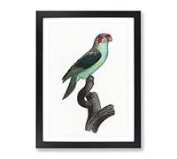 A Musk Lorikeet By F. Levaillant Vintage Framed Print | A3 Black Framed Wall Art | Ready to Hang | Classic Nature Picture | Living Room Bedroom Lounge Office