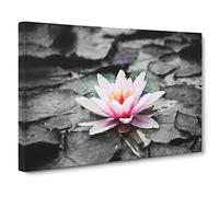 A Pale Pink Water Lily Canvas Print | Gallery Wrapped 30mm Frame Wall Art | 20x14 inches | Ready to Hang | Abstract Floral Picture | Living Room Bedroom Lounge Office