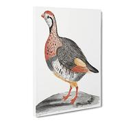 A Partridge By Johan Teyler Canvas Print | Gallery Wrapped 30mm Frame Wall Art | 30x20 inches | Ready to Hang | Retro Picture | Living Room Bedroom Lounge Office