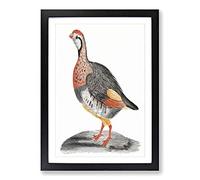 A Partridge by Johan Teyler Framed Print | A2 Black Framed Wall Art | Ready to Hang | Modern Nature Picture | Living Room Bedroom Lounge Office