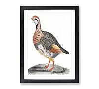 A Partridge By Johan Teyler Vintage Framed Print | A2 Black Framed Wall Art | Ready to Hang | Classic Nature Picture | Living Room Bedroom Lounge Office