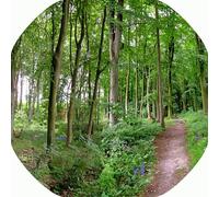 A Path Through The Forest Vinyl Tuff Tray Insert - 86 x 86 cm - For Large Tuff Spot Tuff Tray