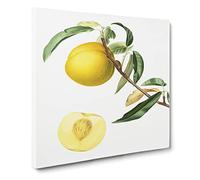 A Peach Tree by Giorgio Gallesio Canvas Print | Gallery Wrapped 30mm Frame Wall Art | 14x14 inches | Ready to Hang | Modern Landscape Picture | Living Room Bedroom Lounge Office